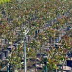 Červienka Fraserova (Photinia × fraseri) ´RED ROBIN´ - výška 60-80 cm, kont. C7L - NA KMIENKU